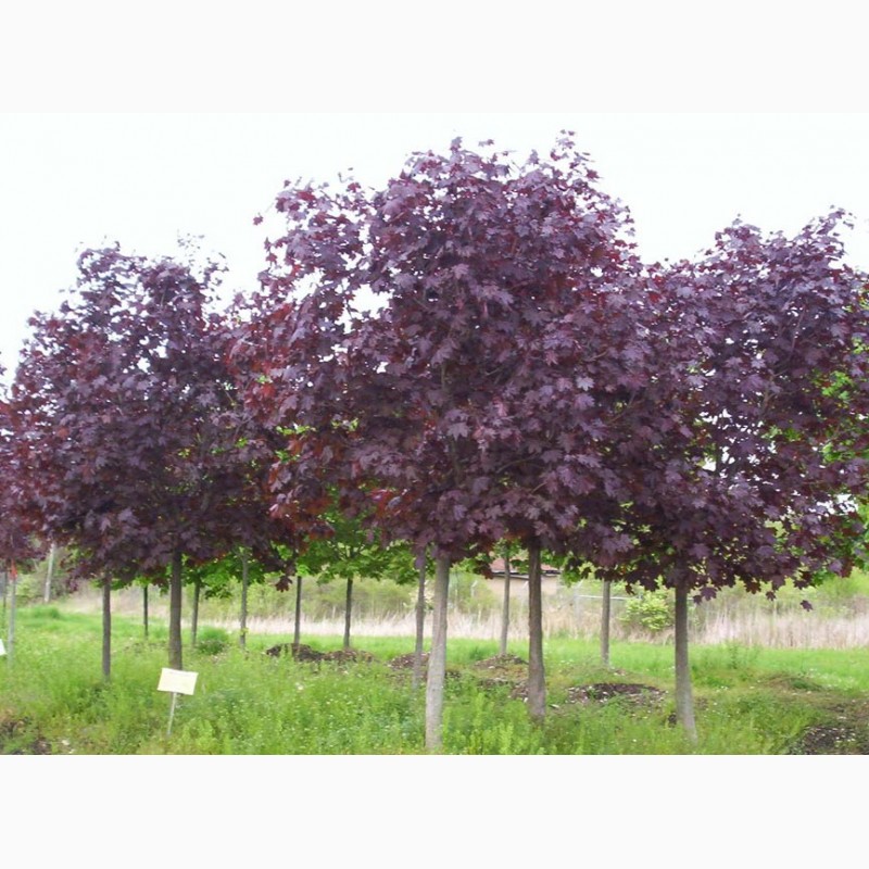 Деревья с фиолетовыми листьями фото и названия