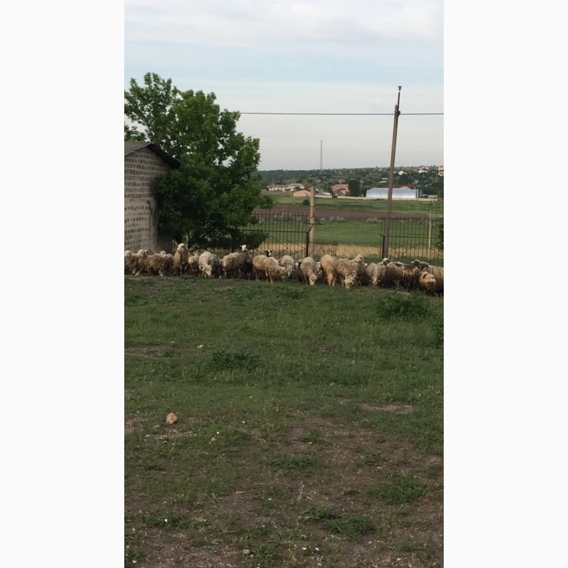 Фото 2. Продам овец меринос
