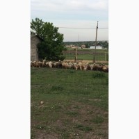 Продам овец меринос
