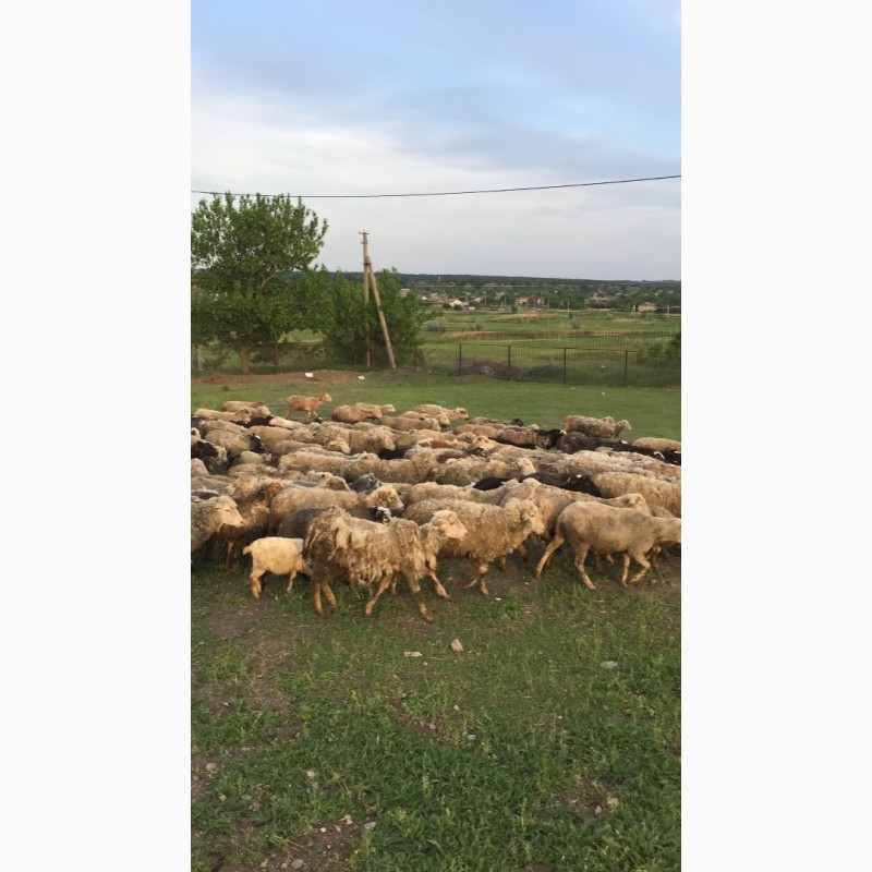 Фото 3. Продам овец меринос