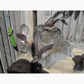 Обмен кроли баран, фландр, новозеландские белые на зерновые