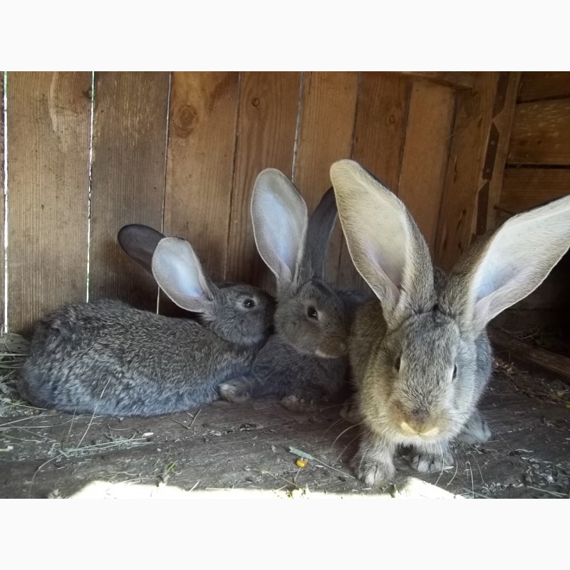 Фото 2. Обмен кроли баран, фландр, новозеландские белые на зерновые
