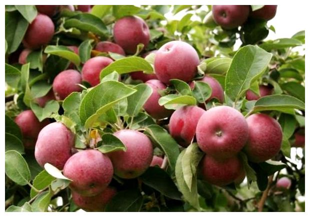 Фото 3. Продам яблоки сорта Муцу, Флорина, Джонаголд и др