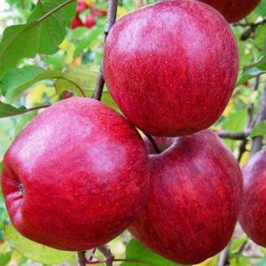 Фото 4. Продам яблоки сорта Муцу, Флорина, Джонаголд и др