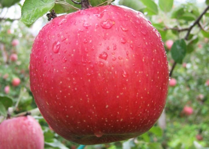 Фото 5. Продам яблоки сорта Муцу, Флорина, Джонаголд и др