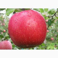 Продам яблоки сорта Муцу, Флорина, Джонаголд и др