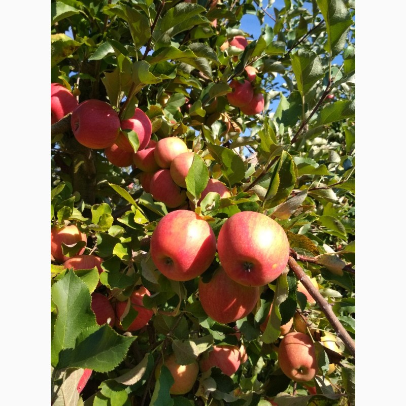 Фото 2. Продам яблоки сорта Муцу, Флорина, Джонаголд и др