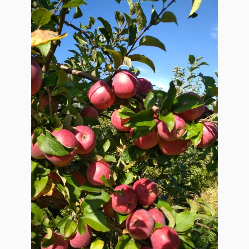 Фото 7. Продам яблоки сорта Муцу, Флорина, Джонаголд и др