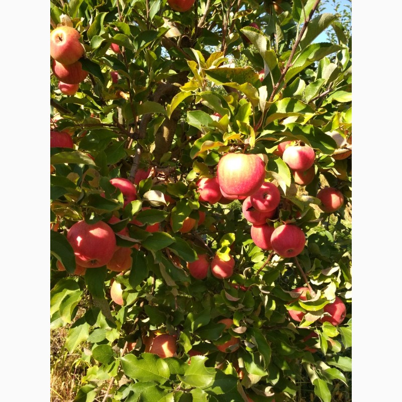 Фото 8. Продам яблоки сорта Муцу, Флорина, Джонаголд и др