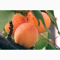 Продам саджанці персиків, абрикос, слив