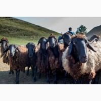 Овцы, овцематки гиссарской породы