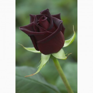 Саженцы розы Блек Баккара, Блэк Баккара - черная, темно-красная