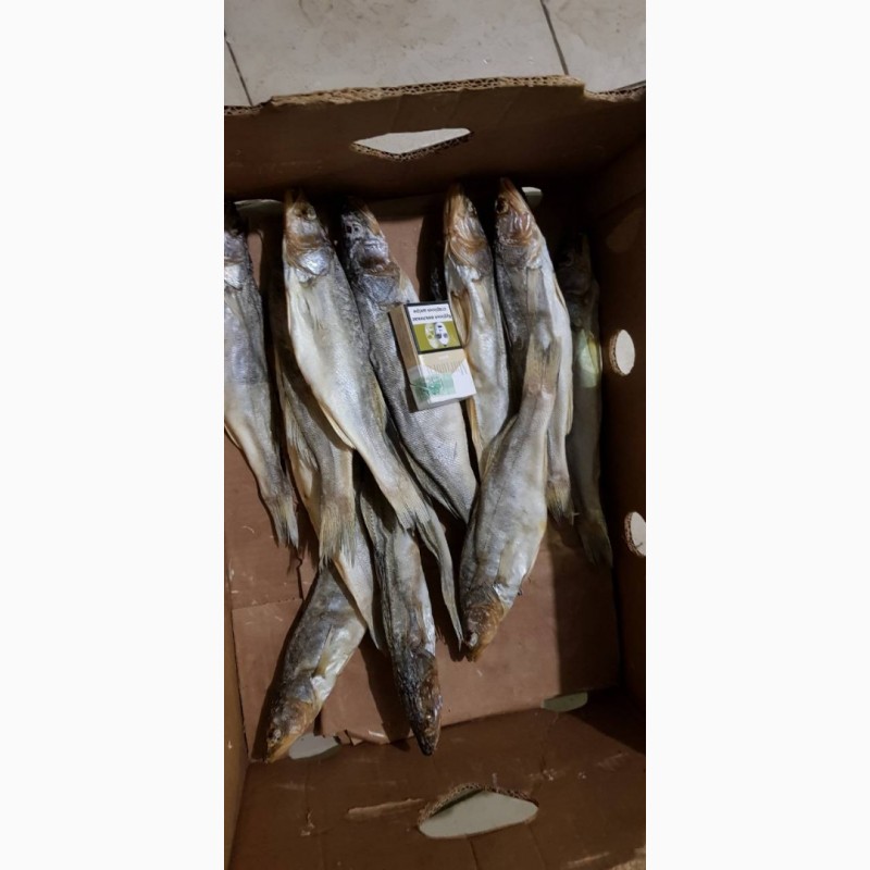 Фото 6. Продам вяленую рыбу в ассортименте. Тарань, Лещ, мелкий лещ, густера, судак, окунь