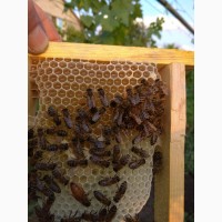 Продам бджолопакети БАКФАСТ