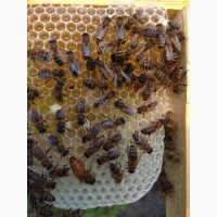 Продам бджолопакети БАКФАСТ