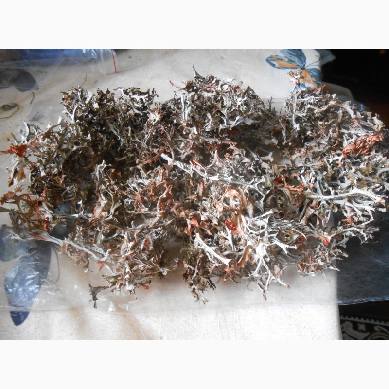 Фото 2. Продам первоцвіт весняний та ісландський мох