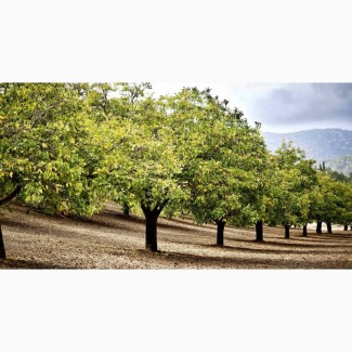 Продам сад грецкого ореха площадью 50га, земля, саженцы ореха, орех