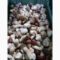 Продам гриби білі врожай 2020 року