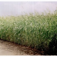 Продам насіння суданської трави