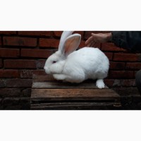 Продам кролика Білий Великан