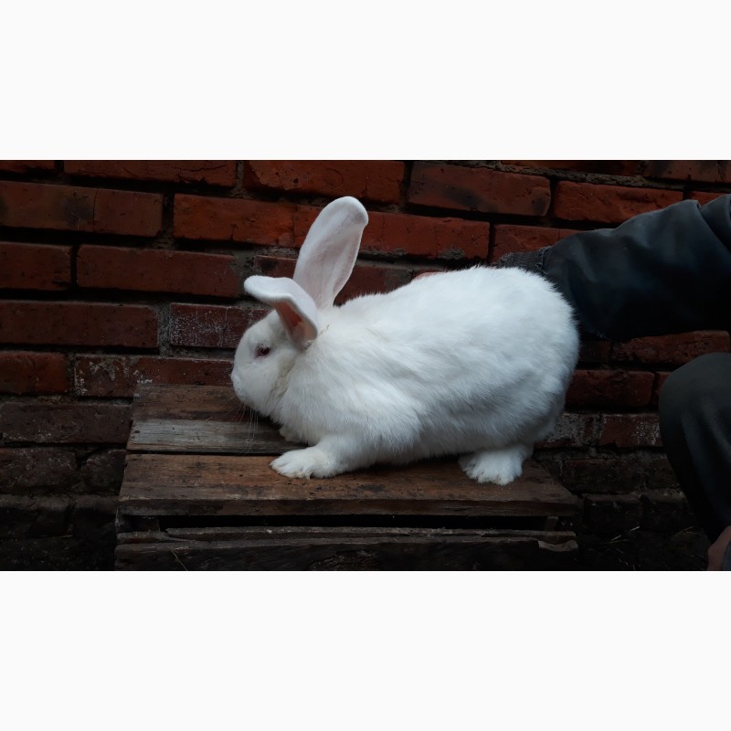 Фото 2. Продам кролика Білий Великан