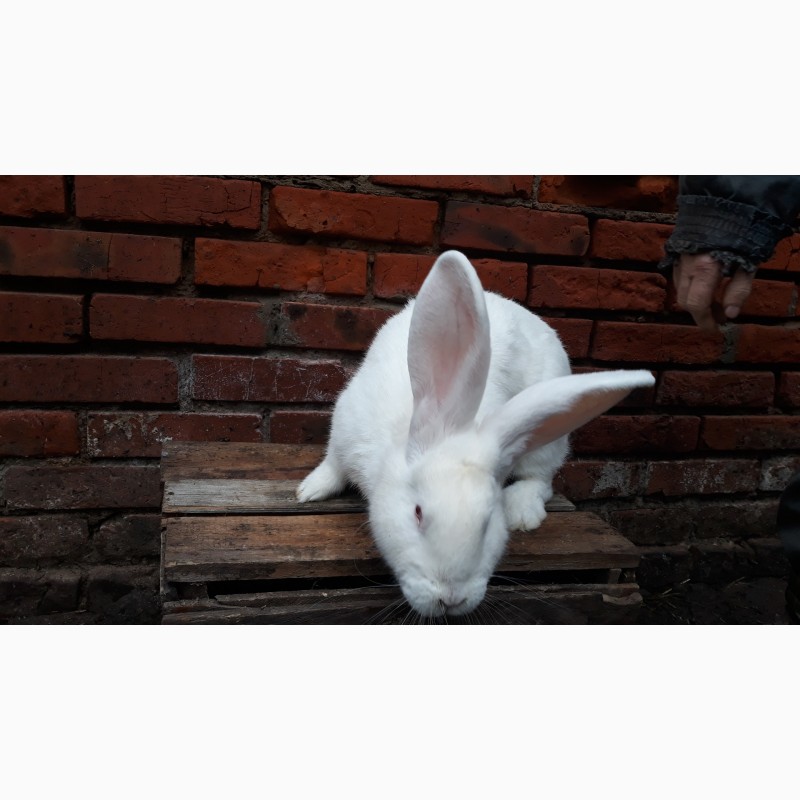 Фото 3. Продам кролика Білий Великан
