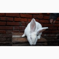 Продам кролика Білий Великан