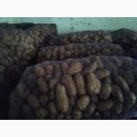 Прода семенной картофель сорт Тирас