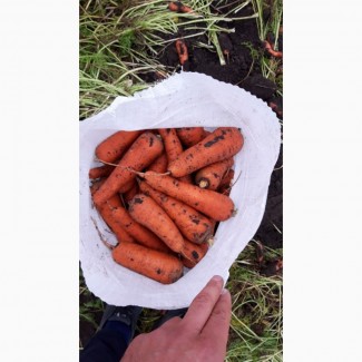 Морковь Абако как на фото