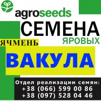 Семена ярого ячменя Вакула (шестирядный) 2020, элита / 1 репродукция