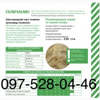 Яровой ячмень Галичанин, элита, 1 репродукция от производителя. Урожай 2020 года