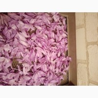 Продам шафран (сухі пелюстки квітів)