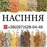 Распродажа! Семена подсолнечника под Гранстар - гибрид Ravelin 2020