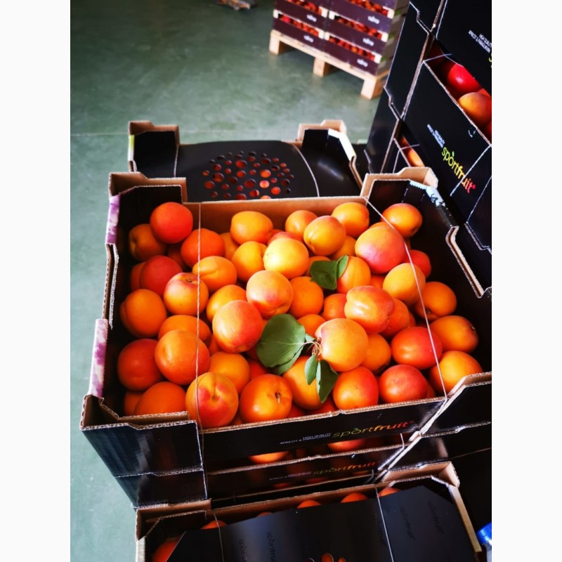 Фото 5. Оптовые поставки нектарин, персик, парагвай(инжирный персик) из испании
