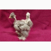 Цыплята китайские шелковые пуховые голошейки