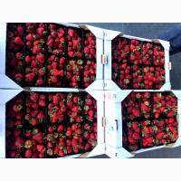 Закупка ягоди ( суниця садова, малина, лохина, смородина, порічка, агруз і т.д)