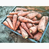 Продам морковь, сорт Абако от производителя