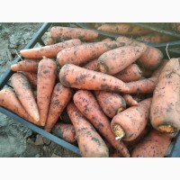 Продам морковь, сорт Абако от производителя