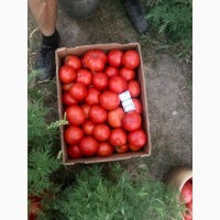 Предлагаю качественный томат от поставщика