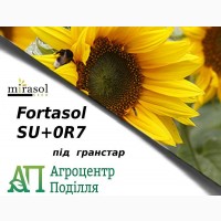 Семена подсолнечника под гранстар ФОРТАСОЛ SU+OR7 стойкие к заразихе A-G Мирасоль Сидс