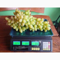 Продам саджанці винограду, яблук, горіха Ідеал, Буковинський-1, картопля