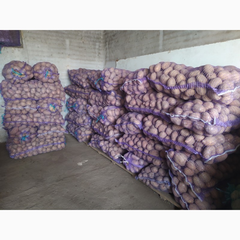 Продам 2800 кг домашньої картоплі гарної якості