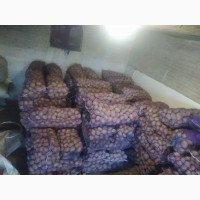 Продам 2800 кг домашньої картоплі гарної якості