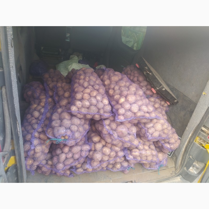 Фото 3. Продам 2800 кг домашньої картоплі гарної якості