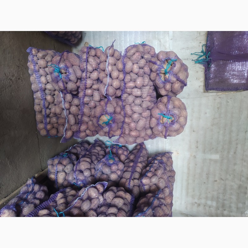 Фото 4. Продам 2800 кг домашньої картоплі гарної якості