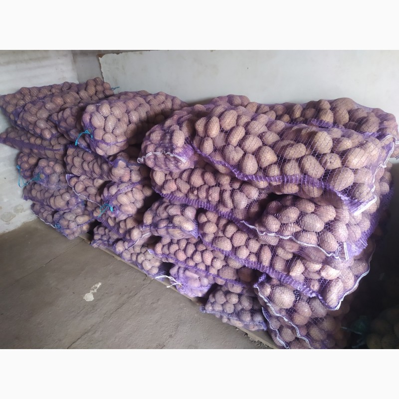 Фото 5. Продам 2800 кг домашньої картоплі гарної якості