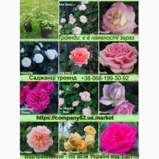 Розы, саджанці троянд, вибір: чайно-гібридні, високі плетисті, шраби, англійські, від 1 шт