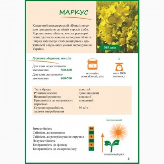 Насіння ріпака озимого Маркус