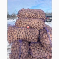 Продаж посадкової картоплі