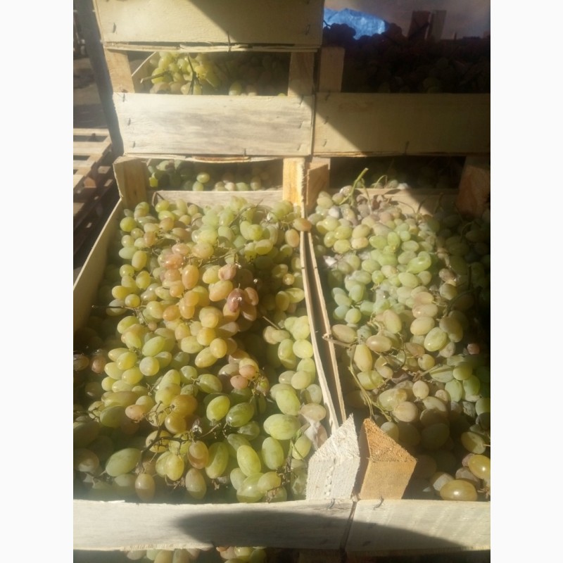 Фото 4. Продам виноград на вино 10 тонн есть